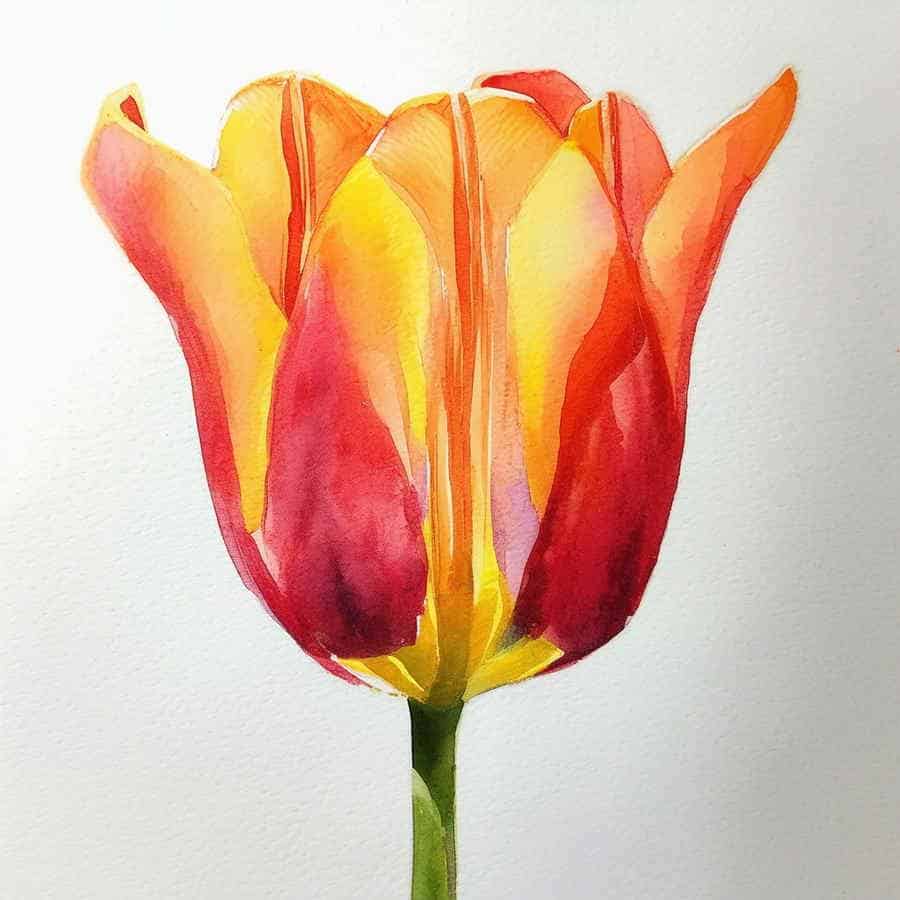 Eine Tulpe gemalt mit Aquarell (NF)